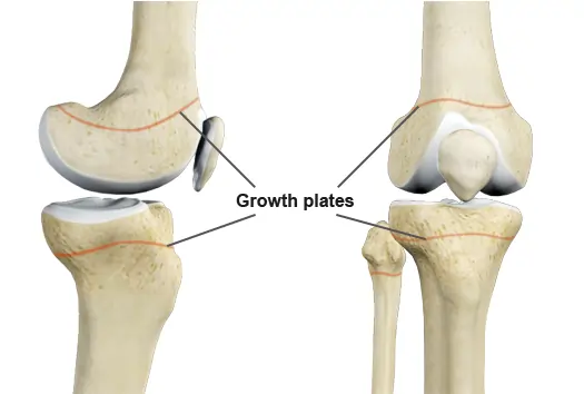 Growth Plates What You Need to Know 2 in Each long bone